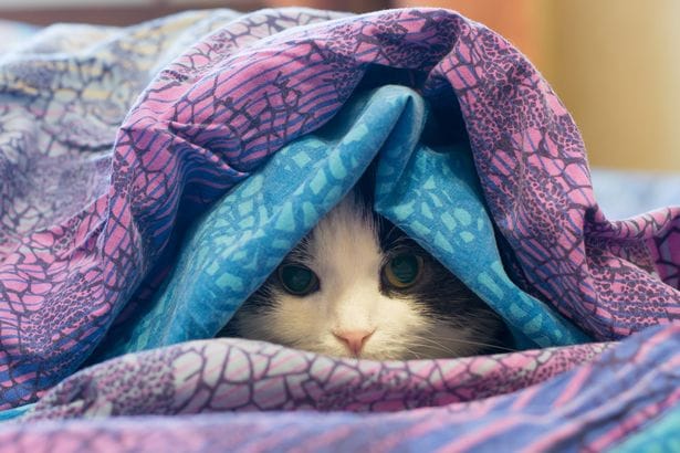 guide-to-common-cold-and-flu